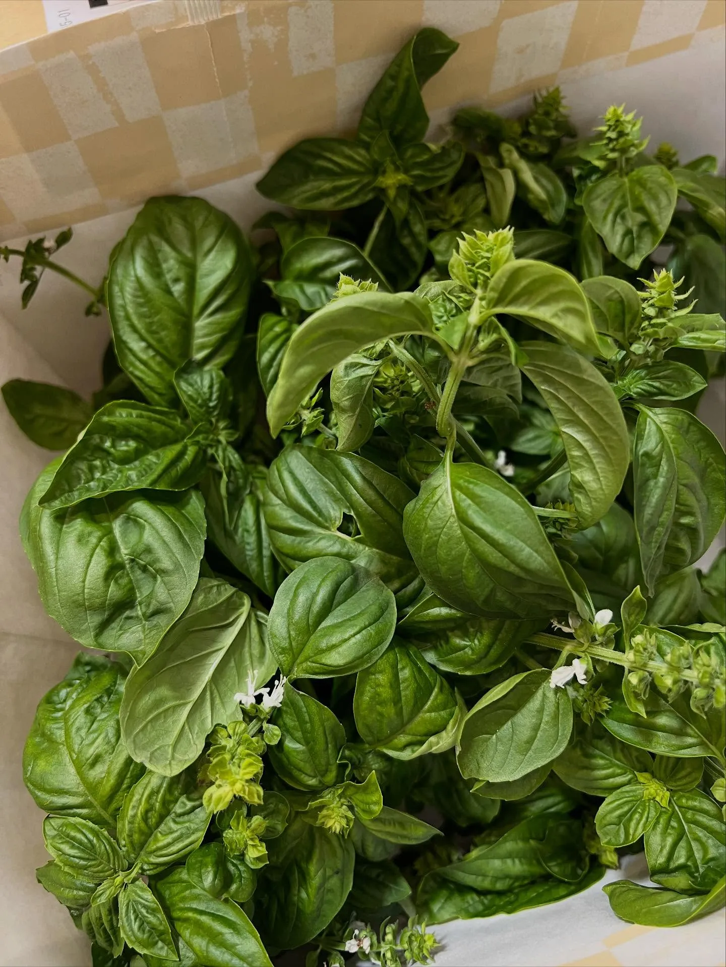 患者様から素敵なプレゼントをいただきました！🌿✨新鮮なバジル...