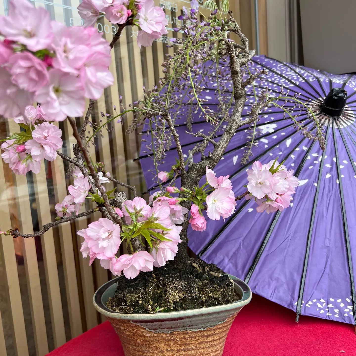 玄関先に、藤の花を飾りました🌸
