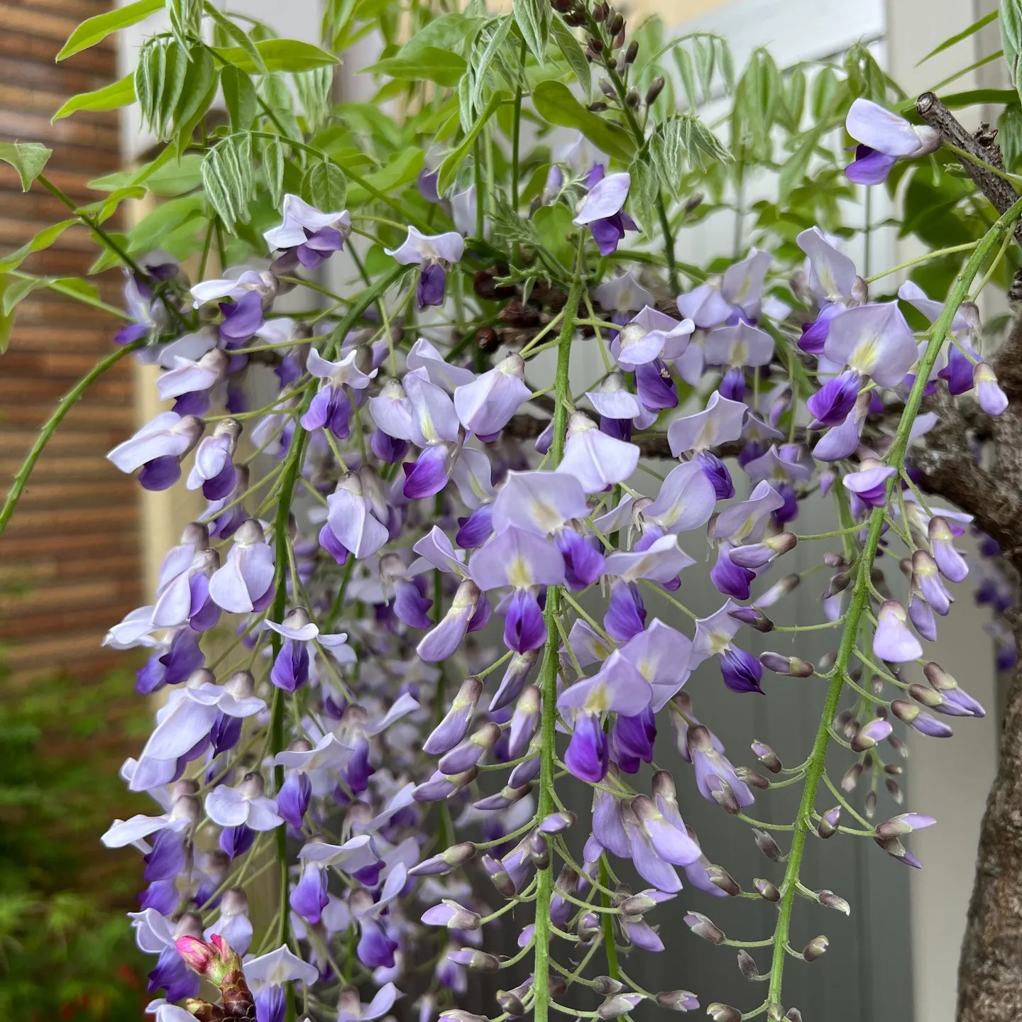 玄関先に、藤の花を飾りました🌸